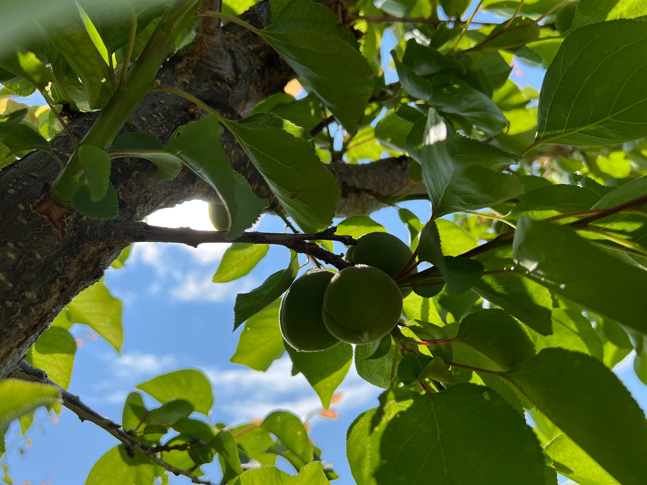 The orchard at Easy Valley Farms